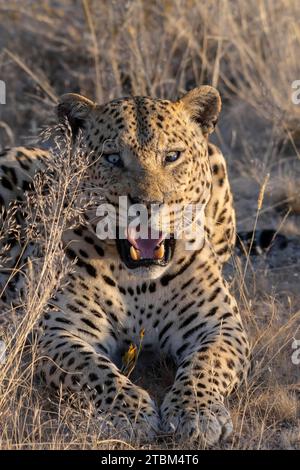 Leopardo (Panthera pardus) Onguma riserva di caccia privata, Etosha, Namibia Foto Stock