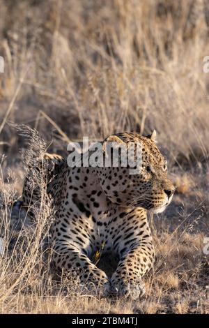 Leopardo (Panthera pardus) Onguma riserva di caccia privata, Etosha, Namibia Foto Stock