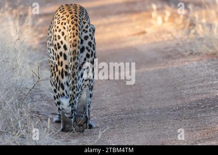 Leopardo (Panthera pardus) Onguma riserva di caccia privata, Etosha, Namibia Foto Stock