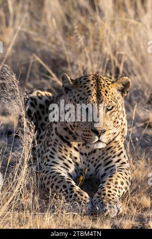 Leopardo (Panthera pardus) Onguma riserva di caccia privata, Etosha, Namibia Foto Stock