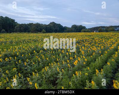 Foto con droni dell'alba sui campi di girasoli Raleigh, North Carolina Foto Stock