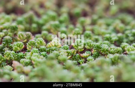 Sfondo verde con piccole succulente (sedum) in giardino. Sfondo naturale, concetto botanico Foto Stock