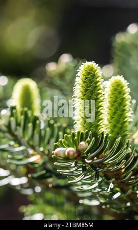 Ramo di abete coreano con coni giovani dopo la pioggia in un giardino di primavera. Sfondo sfocato Foto Stock