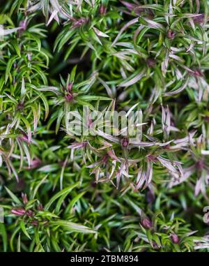 Sfondo verde di lunghi steli sparsi, fogliame e boccioli di fiori flox striscianti nel giardino. Natura sfondo, concetto botanico Foto Stock