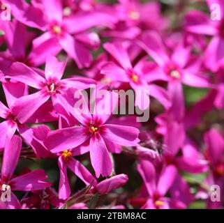 Fiori rosa di Phlox strisciante in primavera. Sfondo floreale Foto Stock