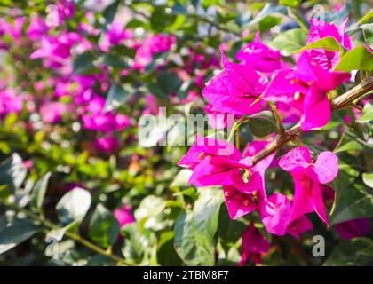 Begonville coloratissimi fiori in giornata di sole Foto Stock