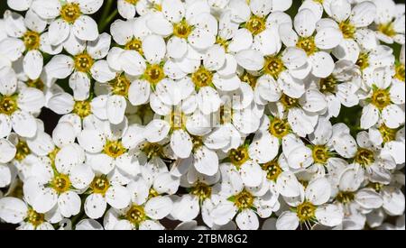 Thunberg Spirea (Spiraea Thunbergii) in fiore. Sfondo di fiori bianchi Foto Stock