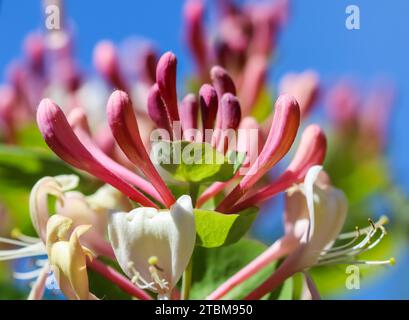 Boccioli rosa di caprifoglio (Lonicera) e fiori in giardino. Etrusca Santi caprifolium, woodbine in fiore. Concetto di giardinaggio. Sfondo floreale Foto Stock