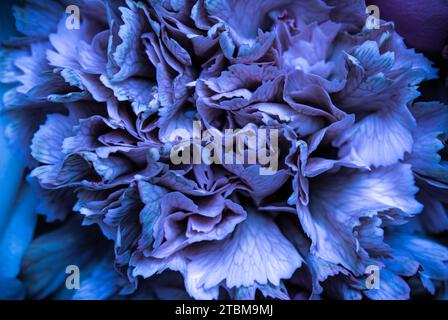 Sfondo floreale astratto, petali di fiori di garofano blu. Macro fiori sfondo per vacanza brand design Foto Stock