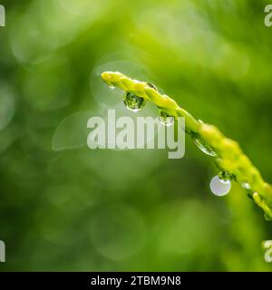 Sfondo verde astratto. Primo piano di una goccia d'acqua su un ramo di una ginepro. Bokeh con riflessione della luce. Sfondo naturale per il design del marchio Foto Stock