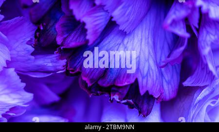 Sfondo floreale astratto, petali di fiori di garofano blu. Macro fiori sfondo per vacanza brand design Foto Stock