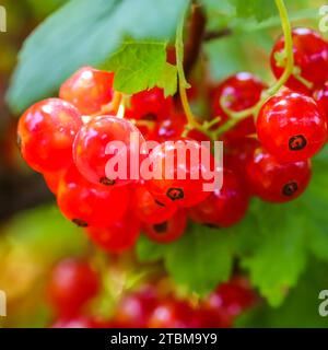 Grappoli di ribes rosso sui rami di un cespuglio alla luce del sole. Concetto di raccolto Foto Stock