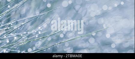 Texture, sfondo, motivo di erba decorativa Blue FESCUE con gocce di pioggia. Bokeh con riflesso di luce. Sfondo naturale Foto Stock