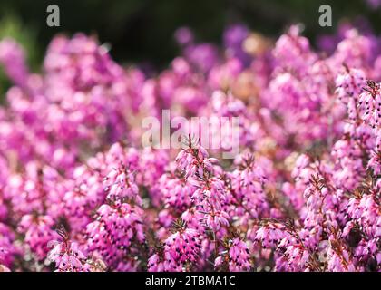 Fiori rosa (Erica Carnea), Winter Hit e in un giardino di primavera soleggiato Foto Stock