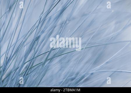 Texture, background, pattern di erba decorativa Blue fescue. Bokeh e sfondo naturale sfocato Foto Stock