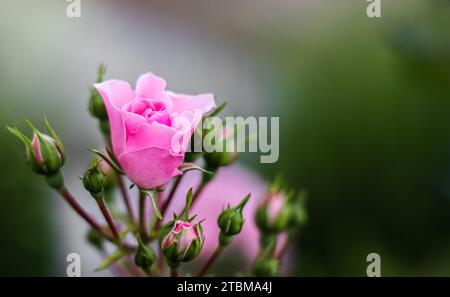 Bonica rosa tenue con germogli in giardino. Perfetto per lo sfondo dei biglietti d'auguri Foto Stock