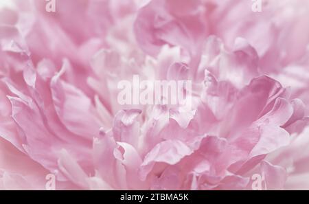 Fuoco morbido, sfondo floreale astratto, petali rosa di fiori di peonia. Macro fiori sfondo per vacanza brand design Foto Stock