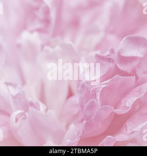 Fuoco morbido, sfondo floreale astratto, petali rosa di fiori di peonia. Macro fiori sfondo per vacanza brand design Foto Stock