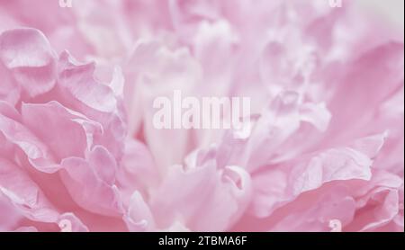 Fuoco morbido, sfondo floreale astratto, petali rosa di fiori di peonia. Macro fiori sfondo per vacanza brand design Foto Stock