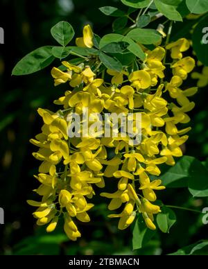 Fiori gialli del laburnum comune (Laburnum anagyroides) in estate. Catena dorata in fiore o pioggia dorata nel giardino Foto Stock