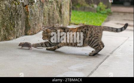 Gatto a strisce grigie che caccia il topo. Un giovane gatto che cattura un topo Foto Stock