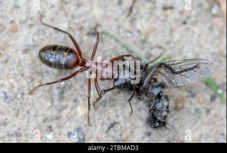 Una formica che trasporta una casa morta vola su una superficie di cemento. Primo piano. Macro Foto Stock