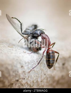 Una formica che trasporta una casa morta vola su una superficie di cemento. Primo piano. Macro Foto Stock