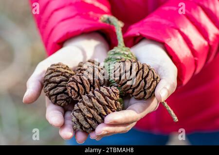 Donna che tiene in mano sequoia gigante o coni di sequoia gigante. Messa a fuoco selettiva. Dettagli Foto Stock