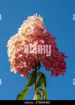 Fioritura di Hydrangea paniculata Grandiflora. Fiori rosa e bianchi di ortensia paniclata nel giardino Foto Stock
