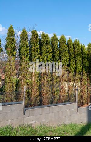 Rami e aghi di Thuja (Arborvitae) mangiati dai cervi nella stagione invernale. Danni ai cervi alla siepe di cedro Foto Stock