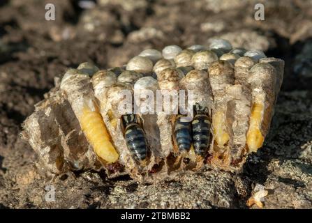 Sezione trasversale nido WASP. Vespula germanica vespiare primo piano. Dettagli Foto Stock