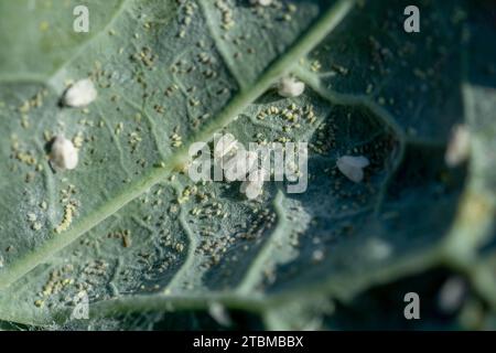 Il cavolo Whitefly (Aleyrodes proletella) parassita. Adulti con uova sulla foglia di cavolo Foto Stock