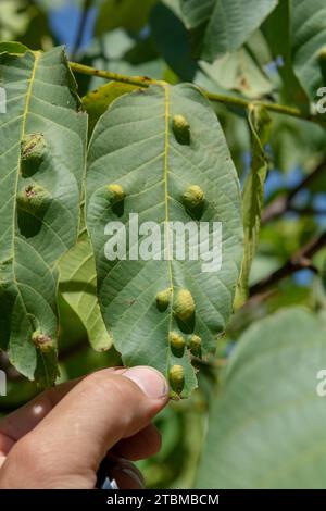 Galls sulle foglie di noce (Juglans regia) causate da Aceria erinea mite Foto Stock