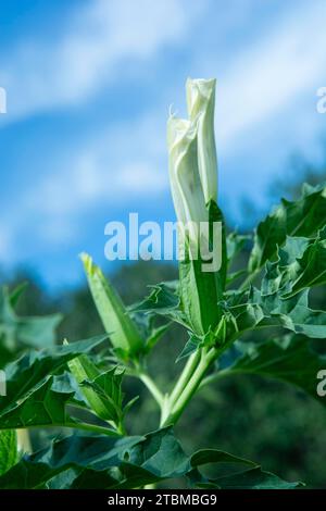 Pianta allucinogena tromba del Diavolo (Datura stramonium). Fiore bianco di Jimsonweed (erba Jimson), mela spina o laccio del Diavolo Foto Stock