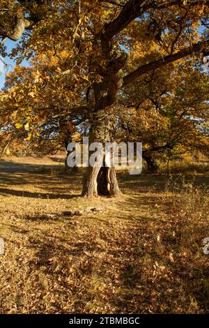 Fogliame di quercia autunnale (Quercus). Foglie gialle in autunno. Gavurky. Slovacchia Foto Stock