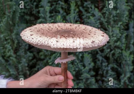 Donna che tiene in mano il fungo Parasol (Macrolepiota procera). Primo piano. Dettagli Foto Stock