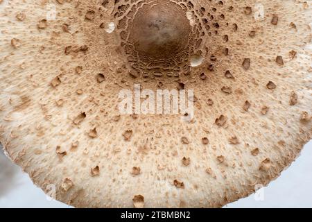 Cappello di fungo Parasol (Macrolepiota procera), primo piano. Dettagli Foto Stock