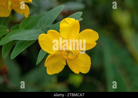 Flower, St John's Wort (Hypericum), ornamentale, Upper Beeding, South Downs, West Sussex, Inghilterra, Gran Bretagna Foto Stock