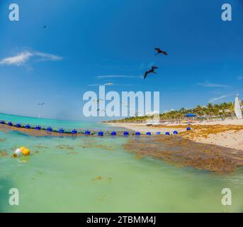 La bellissima spiaggia caraibica è sporca e sporca, il brutto problema del sargazo delle alghe a Playa del Carmen Quintana Roo, Messico Foto Stock