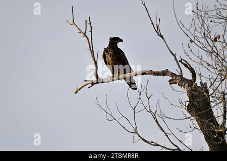 Giovane aquila calva al Sacramento National Wildlife Refuge Foto Stock