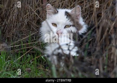 Un gatto selvatico, Felis Catus, nascosto nell'erba nella zona della baia di San Francisco, California, USA Foto Stock