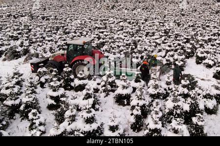 Marlow, Germania. 5 dicembre 2023. Gli alberi di Natale sono imballati per il trasporto in una piantagione innevata a Ostseetanne. L'enorme nevicata degli ultimi giorni ha reso questa stagione la più difficile per l'azienda. La neve rende gli alberi più pesanti di dieci chilogrammi nella rete e i segni sono difficili da vedere. Circa 140.000 nuovi alberi vengono piantati a Ostseetanne ogni anno. (Vista aerea con drone/copter) credito: Bernd Wüstneck/dpa/Alamy Live News Foto Stock