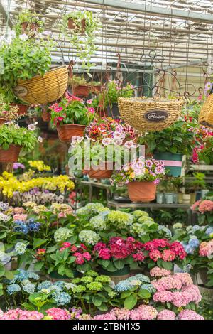 fiori di petunia colorati appesi in giardino Foto Stock