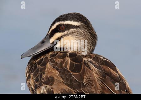 Ritratto ravvicinato di un uccello nero del pacifico in Australia Foto Stock