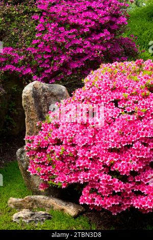 Rosa viola, azalea, fiori azalee, primavera, fioritura, arbusto in giapponese, giardino, pietra Foto Stock