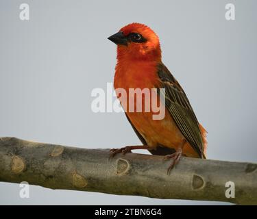 Madagascar fody al brunch di frangipani, Mahe, Seychelles Foto Stock