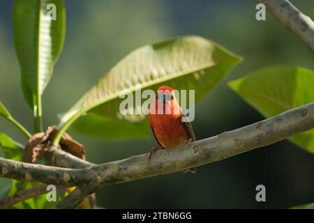 Madagascar fody al brunch di frangipani, Mahe, Seychelles Foto Stock