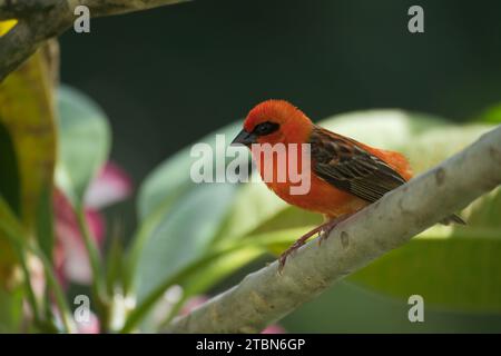 Madagascar fody al brunch di frangipani, Mahe, Seychelles Foto Stock