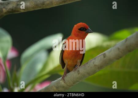 Madagascar fody al brunch di frangipani, Mahe, Seychelles Foto Stock