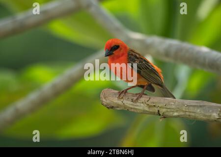 Madagascar fody al brunch di frangipani, Mahe, Seychelles Foto Stock